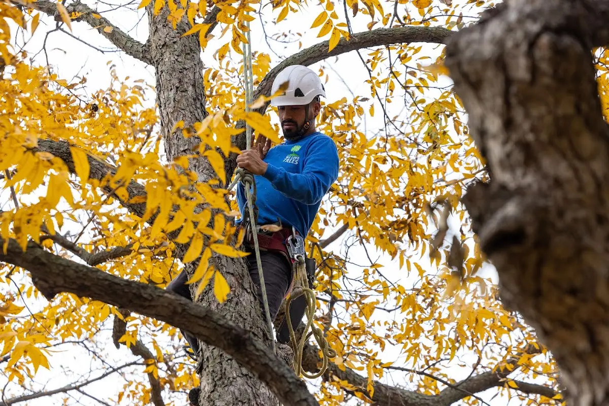 Skilled Storm Damage Cleanup crew working in Belton